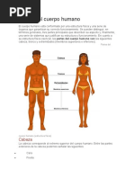 Partes Del Cuerpo Humano