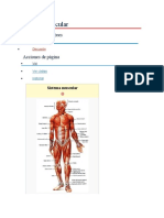 Sistema Muscular