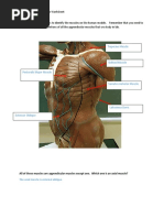 Lab 6 Appendicular Muscles Worksheet