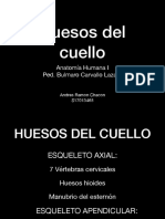 Huesos Del Cuello