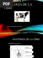 Anatomia de La Ubre