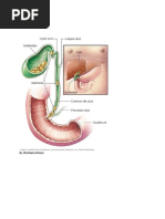 Gallstones: by Christiana Moore