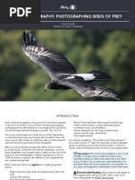 Bird+Photography BirdsofPrey PDF