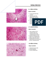 Sistema Nervioso 2