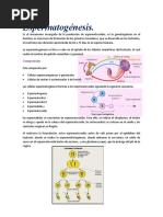 Cienciaa Espermatogenesis