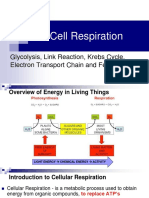 Cell Respiration