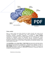 Córtex Cerebral