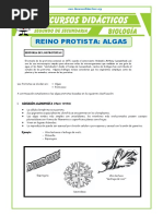 El Reino Protista Algas para Segundo de Secundaria