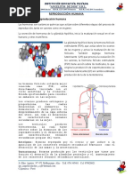 Hormonas en La Reproducción Humana