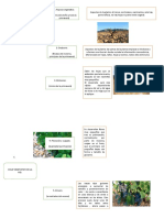 Ciclo Vegetativo de La Vid