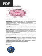 Estructura y Función de Las Células