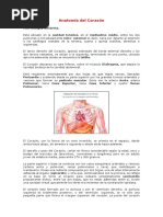 Anatomia Del Corazon