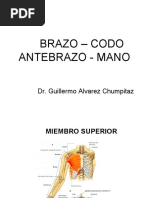 Brazo - Codo - Antebrazo - Mano