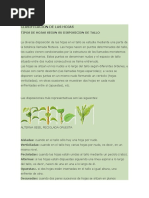 Clasificacion de Las Hojas