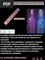 Ejes Endocrinos - Curso Pnie