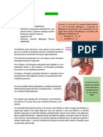 MEDIASTINO, CORAZÓN Y PUMON Corregido