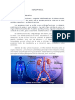 Sistema Renal