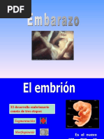 Embarazo y Desarrollo Embrionario