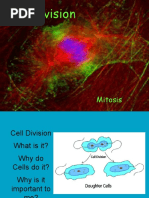 Cell Division Mitosis