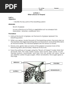 1.a Respiratory System Activites PDF