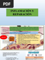 Inflamación y Reparación