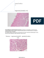 Stomac - Regiunea Fundica