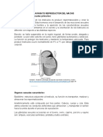 APARATO REPRODUCTOR DEL MACHO y Fases de Lactancia