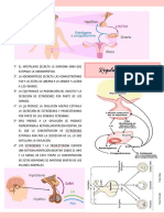 Resumen Ciclo Ovarico PDF