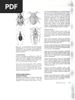 Clave de Insectos 3 PDF