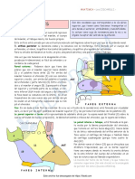 Fosas Nasales PDF