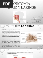 ANATOMIA de Nariz