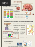 Hipotalamo
