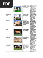 Cuadro Comparativo Vacas Lecheras