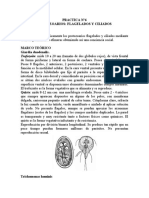 PRACTICA N 6 Protozoarios