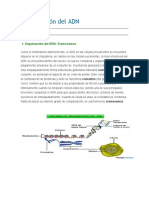 Organización Del ADN