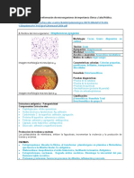 Ficha Streptococcus Pyogenes 1