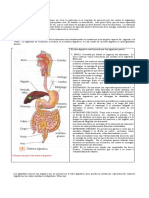 Taller Sistema Digestivo 3333