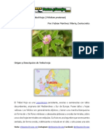 Ficha Técnica Del La Leguminosa Trébol Rojo (Trifolium Pratense)