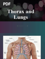 Thorax and Lungs