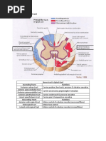 Nerve Tract in Spinal Cord