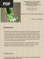 DV 13 División Pteridophyta PDF