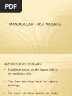 Mand. Molars