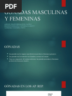 Gónadas Masculinas y Femeninas