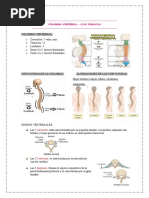 Columna Vertebral Termiando