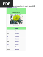 Argemone Mexicana Cardo Santo Amarillo
