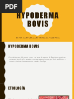 Hypoderma Bovis