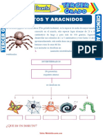 Insectos y Aracnidos para Niños para Tercer Grado de Primaria