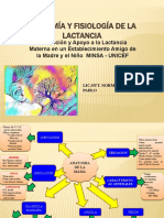 Anatomia y Fisiologia de La Lactancia Materna