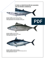 Catalogo para Identificación de Algunas Especies de Interes Comercial