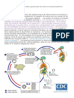 Ciclos Biologicos